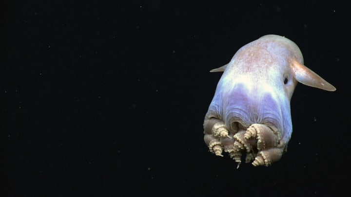 NOAA OKEANOS EXPLORER Program, Gulf of Mexico 2014 Expedition via Flickr Creative Commons // CC BY 2.0