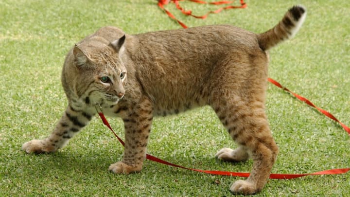 Bobcat on display for the guests to view during Wildlife Waystation Presents The 8th Annual Safari Brunch at Private Home in Pasadena, California, United States. (Photo by Gregg DeGuire/WireImage)