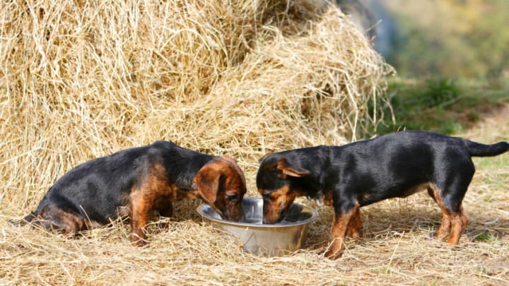 OXFORDSHIRE, UNITED KINGDOM - OCTOBER 08: Black and tan Jack Russell puppies drink from a big water bowl, England, United Kingdom. (Photo by Tim Graham/Getty Images)