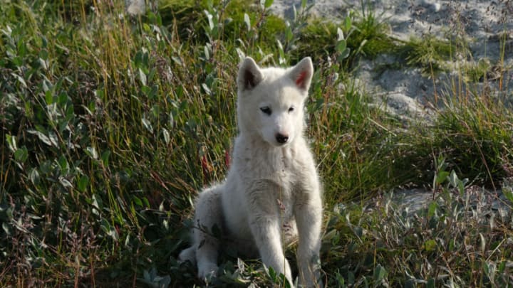 ILULISSAT, GREENLAND - JULY 30: A puppy that will one day pull dog sleds during the winter stands in grass on the outskirts of town on July 30, 2019 in Ilulissat, Greenland. As the Earth's climate warms summers have become longer in Ilulissat, allowing fishermen a wider period to fish from boats on open waters and extending the summer tourist season. Long term benefits are uncertain, however, as warming waters could have a negative impact on the local fish and whale population. (Photo by Sean Gallup/Getty Images)