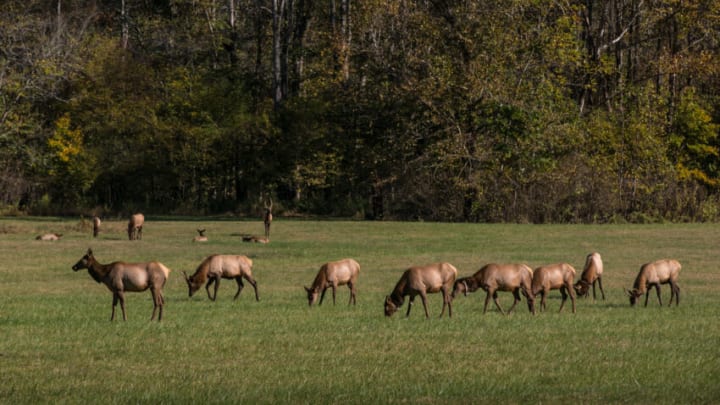 CHEROKEE, NC - OCTOBER 22: A herd of reintroduced Manitoba elk graze in a meadow at the Oconaluftee Visitor Center on October 22, 2016 near Cherokee, North Carolina. Visited by more than 9 million people each year, the Great Smoky Mountains are a range rising along the Tennessee/North Carolina border in the southeastern United States, and are part of the Appalachian and Blue Ridge Mountains. (Photo by George Rose/Getty Images)