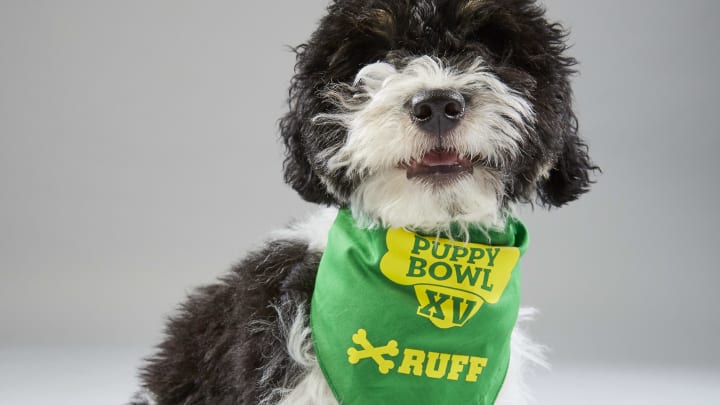 Puppy portrait for Puppy Bowl XV – Team Ruff’s Shy Boy from spcaLA. Photo by Nicole VanderPloeg