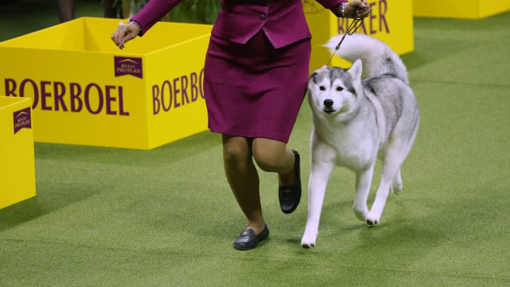 NEW YORK, NEW YORK – MAY 09: A Siberian Husky competes in the 147th Annual Westminster Kennel Club Dog Show Presented by Purina Pro Plan at Arthur Ashe Stadium on May 09, 2023 in New York City. (Photo by Sarah Stier/Getty Images for Westminster Kennel Club)