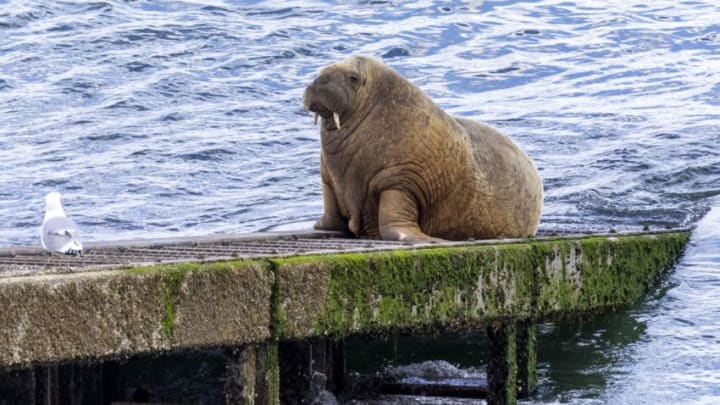 TENBY, WALES - MAY 17: A view of an Arctic Walrus locally known as Wally resting on the Slipway to the Lifeboat house on May 17, 2021 in Tenby, Wales. The Walrus has remained at Tenby since the 21st of March making the slipway of the RNLI lifeboat house his regular resting place. While Wally sunbathes, swims and dives for seafood, he is closely monitored by volunteers from the Welsh Marine Life Rescue charity to protect him from harassment from members of the public getting too close. (Photo by Huw Fairclough/Getty Images)