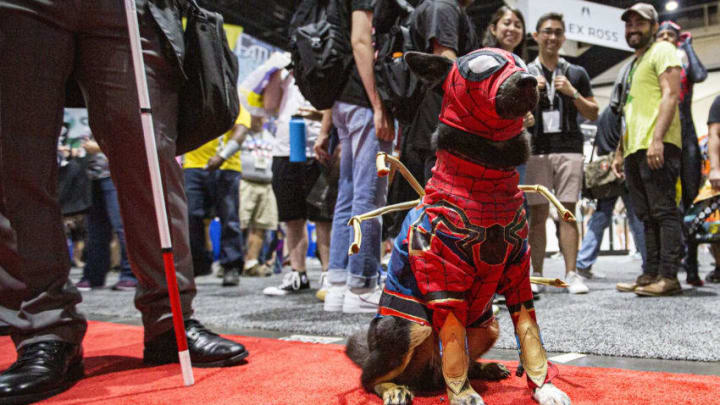 SAN DIEGO, CALIFORNIA - JULY 18: A dog dressed as Spiderman attends 2019 Comic-Con International at 2019 Comic-Con International on July 18, 2019 in San Diego, California. (Photo by Daniel Knighton/Getty Images)