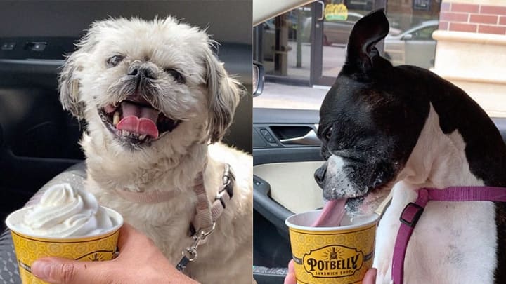 Potbelly launches Pupbelly, a free whipped cream treat for dogs. Photo courtesy Potbelly
