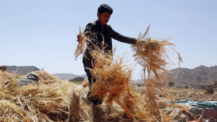 SANA'A, YEMEN - OCTOBER 15: A farmer harvests wheat crops from a field on World Food Day, on the outskirts of Sana'a, on October 15, 2022 in Yemen. The UN’s deputy Emergency Relief Coordinator, Joyce Msuya stressed on Sunday that life-saving humanitarian assistance and protection in Yemen must be ramped up to protect the lives of millions of vulnerable people across the war-ravaged country, where some 23.4 million people – more than two-thirds of the entire population – need humanitarian aid. The rate of malnutrition among women and children in Yemen is among the highest in the world, with 1.3 million pregnant or breastfeeding women and 2.2 million children under five, needing treatment for acute malnutrition. (Photo by Mohammed Hamoud/Getty Images)