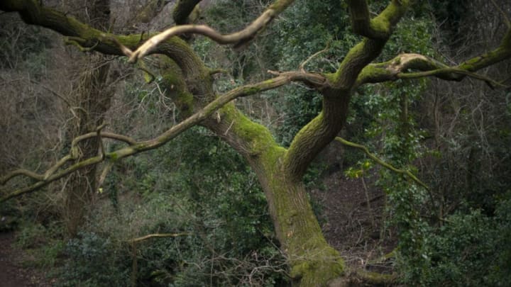 BIRMINGHAM, ENGLAND - JANUARY 03: An ancient tree grows at Moseley Bog, believed to be the inspiration for Tolkien's ancient forests in his books The Lord of the Rings and The Hobbit on January 03, 2019 in Birmingham, England. Moseley Bog is a nature reserve in the Moseley area of Birmingham and is close to the childhood home of the author J.R.R. Tolkien . The ancient woodland surrounding the bog was his inspiration to create the ancient forests in his books, The Lord of the Rings and The Hobbit. J.R.R. Tolkien was born 127 years ago today, January 3, 1892. (Photo by Christopher Furlong/Getty Images)