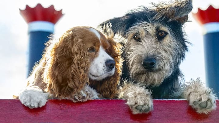 Lady (voiced by Tessa Thompson) and Tramp (voiced by Justin Theroux) in Disney’s live-action LADY AND THE TRAMP.