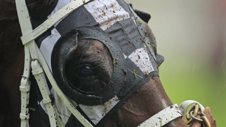SYDNEY, AUSTRALIA – MARCH 16: A muddy horse returns to the mounting yard during Sydney Racing at Rosehill Gardens on March 16, 2019 in Sydney, Australia. (Photo by Mark Evans/Getty Images)