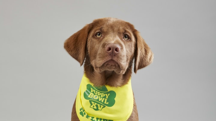 Puppy portrait for Puppy Bowl XV – Team Fluff’s Maisey from Jersey Girls Animal Rescue. Photo by Nicole VanderPloeg