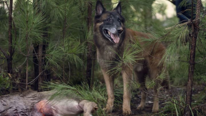 Dog - The Walking Dead _ Season 10, episode 18 - Photo Credit: Eli Ade/AMC