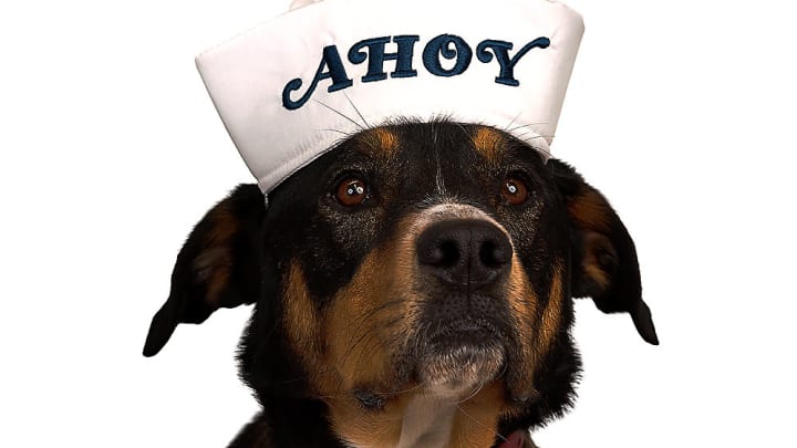 Dress your dog up in a Scoops Ahoy hat from the PetSmart Stranger Things collection.