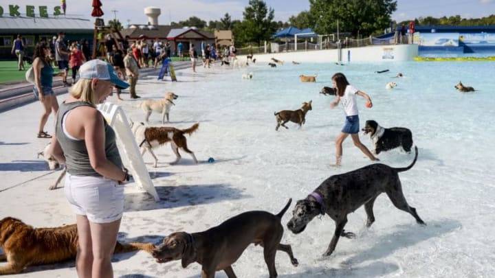 FEDERAL HEIGHTS, CO - SEPTEMBER 07: Portia Richards, 11, right, retrieves a tennis ball as dogs play in the Thunder Bay Wave Pool during the Bow Wow Beach Doggie Day at Water World on September 7, 2019 in Federal Heights, Colorado. (Photo by Michael Ciaglo/Getty Images)