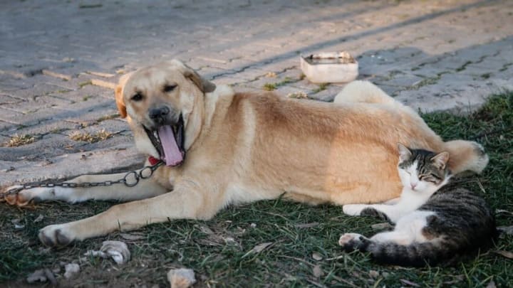 MANISA, TURKEY - NOVEMBER 07: Best friends guard dog named Pasa and cat named Garip are seen at the Akhisarspor's Yilmaz Atabarut Facilities in Manisa, Turkey on November 07, 2018. (Photo by Mahmut Serdar Alakus/Anadolu Agency/Getty Images)