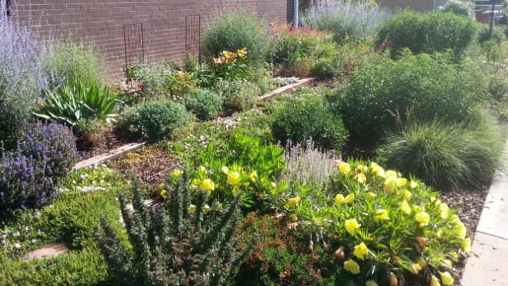 Don Ireland replaced his own lawn with a colorful garden filled with native plants.