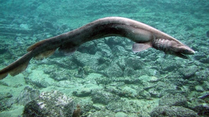 The frilled shark usually lurks within deeper parts of the ocean.