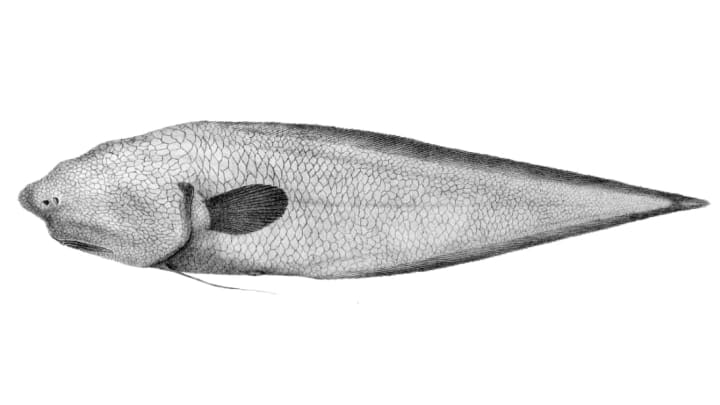 A black-and-white image of a newly discovered faceless fish.