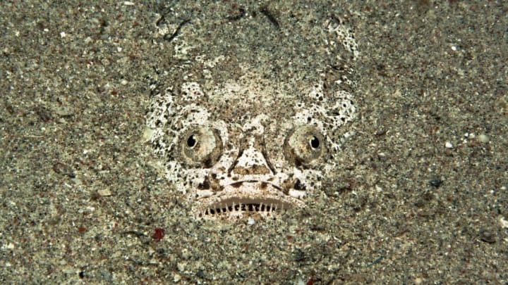 Stargazer Fish Looks Like the Babadook, Will Haunt Your Nightmares