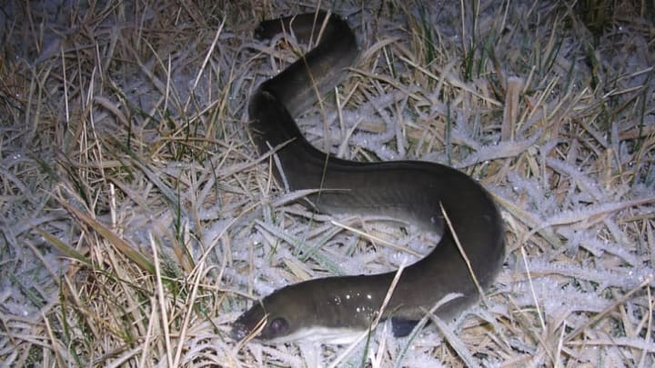 Adult European eels are tough and can migrate short distances over land.