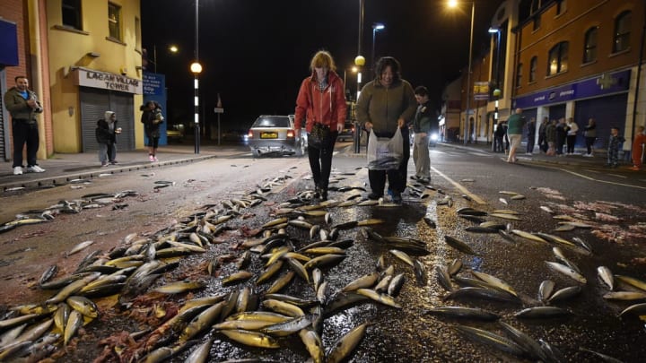 This scene was caused by a tanker full of mackerel spilling on a Belfast street in 2015, but a fish rain might look similar.