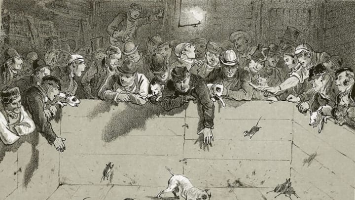 When Queen Victoria Employed an Official Rat-Catcher | Mental Floss
