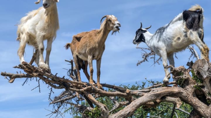 Three goats standing in a tree.