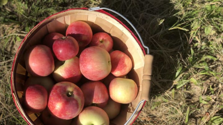 Bushel of apples