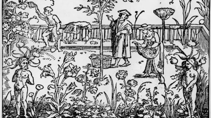 An herb garden, circa 1533.