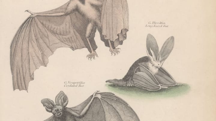 Various bats of the order Chiroptera in a circa-1800 engraving by J. Shury