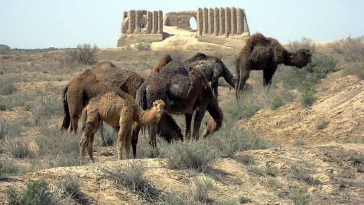 Camels grazing near ruins in Merv, Turkmenistan.