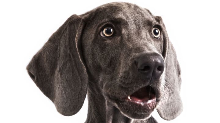 iStock iStock