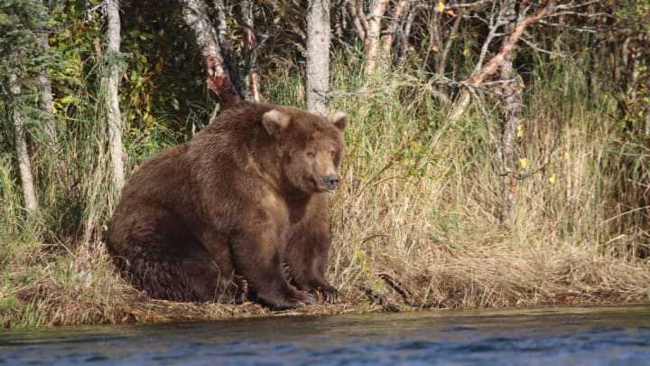 Katmai National Park and Preserve, Flickr // Public Domain Mark 1.0