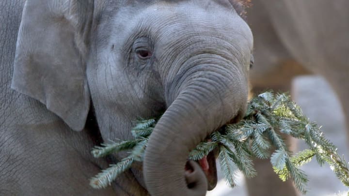 Stephanie Pilick, AFP/Getty Images Stephanie Pilick, AFP/Getty Images