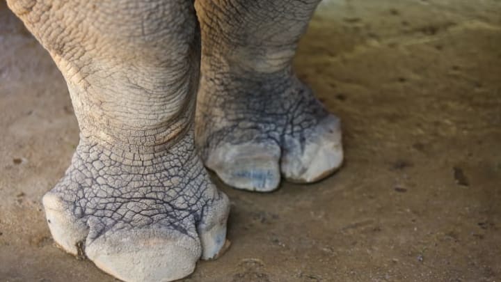 rhino's feet