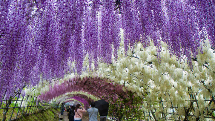The Kawachi Wisteria Garden in Fukuoka, Japan