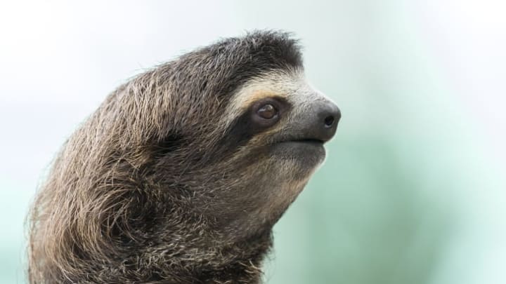Close-up of a sloth