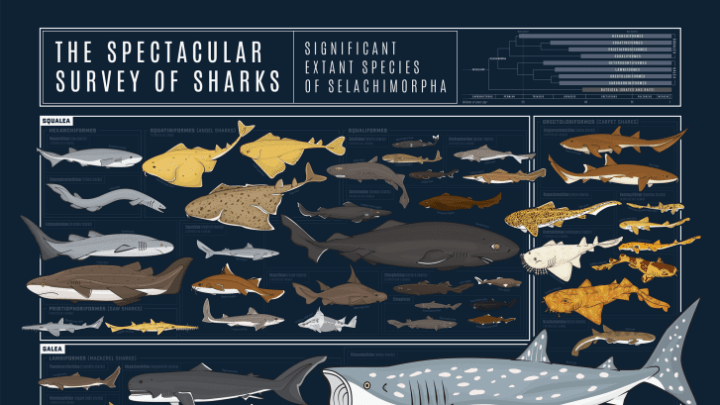 Species of shark