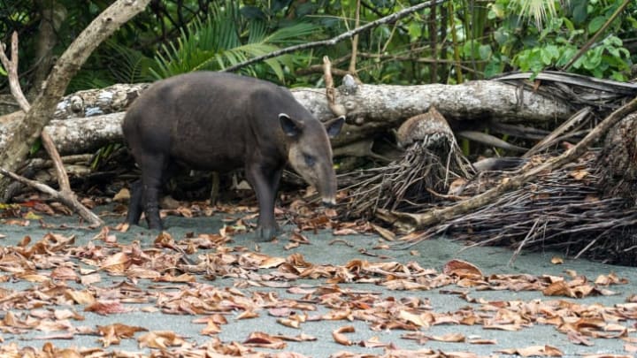 A Baird's tapir on a beach in Costa Rica's Corcovado National Park.