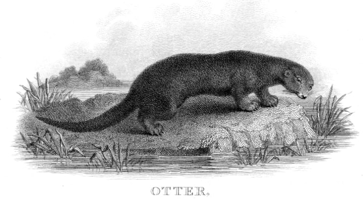 An illustration of an otter