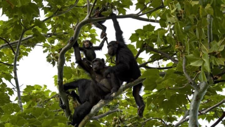 Group of chimps in a tree.