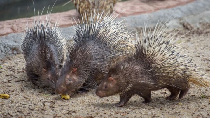 Porcupines eating some food.
