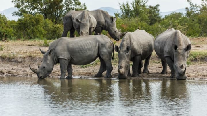 Rhinoceroses drinking water.