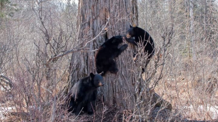 Four bears climbing a tree.
