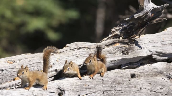 Squirrels lined up on a log.