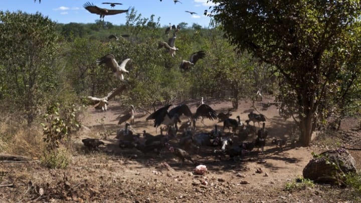 Buzzards and vultures coming over to a carcass.