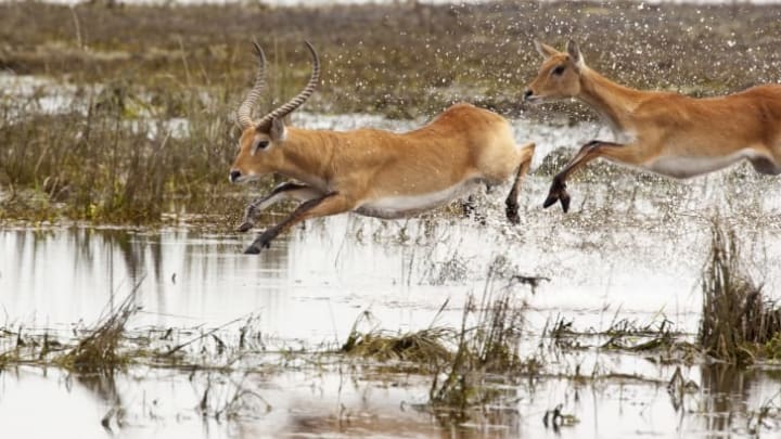 image of an adult male impala leaping across some water