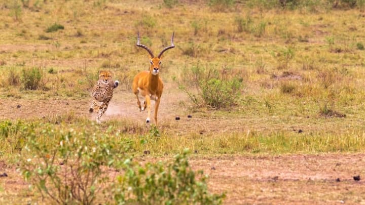 image of an impala running from a cheetah