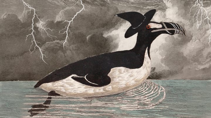 Photo illustration by Mental Floss. Great Auk: Nature Picture Library, Alamy. Hat, storm: iStock.