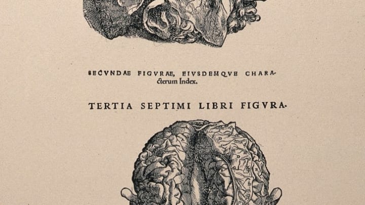 A photolithograph of brains of dissected heads, after a 1543 woodcut